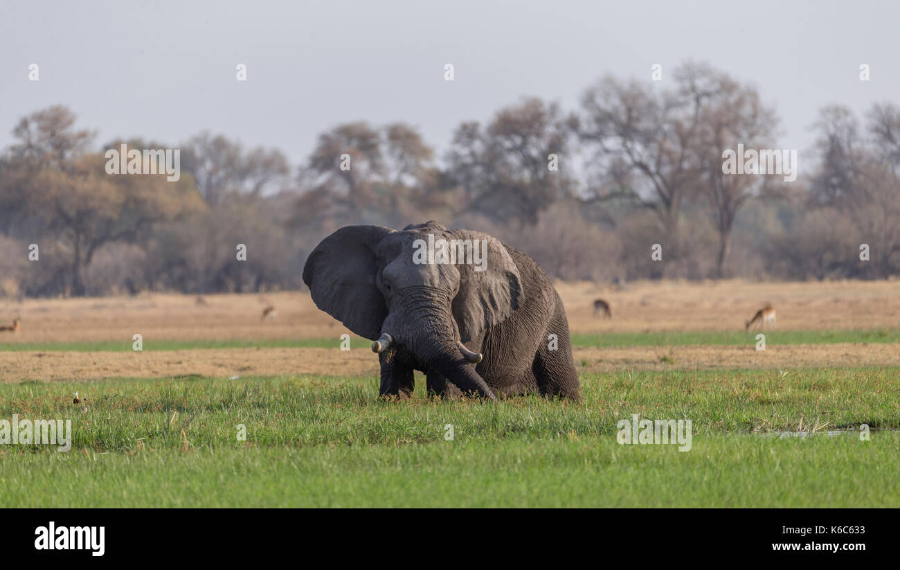 L'alimentation à l'herbe à éléphant marsh, okavango delta, botswana, Kwai Banque D'Images