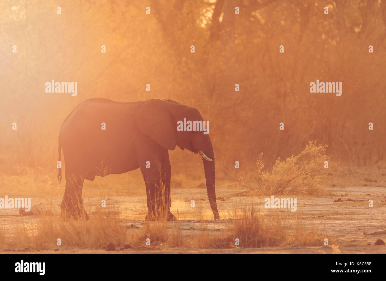 Éléphant dans la poussière, kwai , le Botswana, okavango delta, Banque D'Images