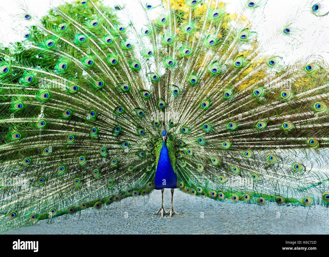 Les plumes de paon paon est un accouplement de l'ampleur et les panaches de plumes dans un plein sur l'accouplement de la danse. Banque D'Images