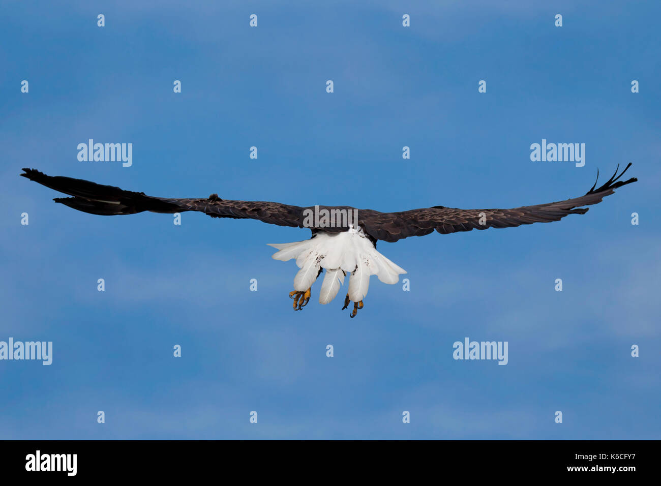 Ailes écartées, un pygargue à tête blanche plane dans le ciel bleu. aigle vole pour ses plumes de la queue d'un blanc éclatant sont ouvertes et visibles. Banque D'Images
