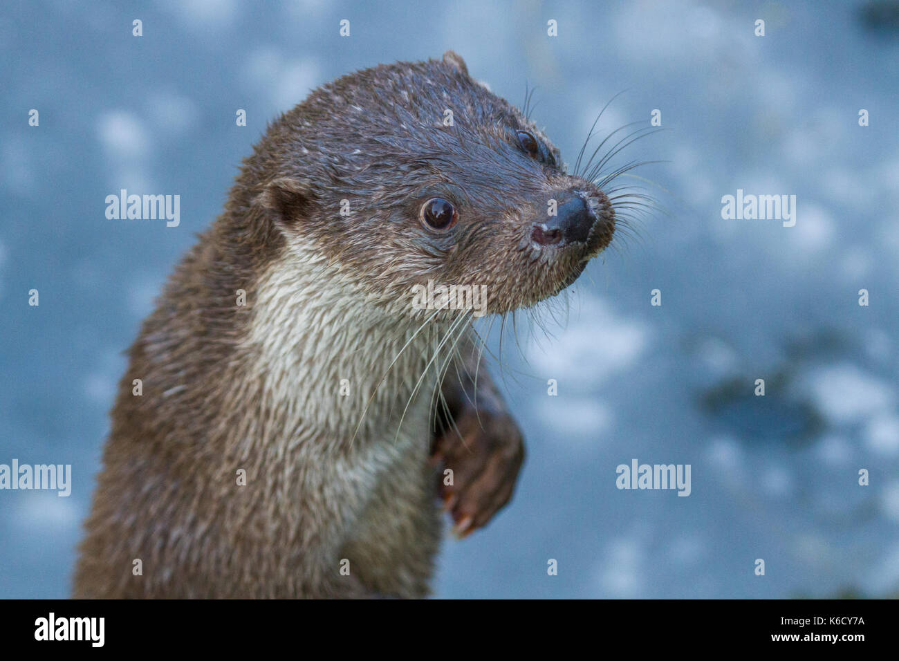 Une eurasienne en captivité la loutre (Lutra lutra) au zoo de Berlin, Allemagne Banque D'Images
