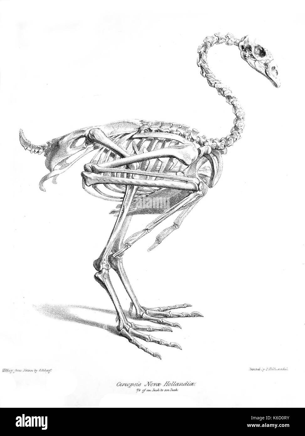 CereopsisNovaehollandiaeSkeleton Banque D'Images