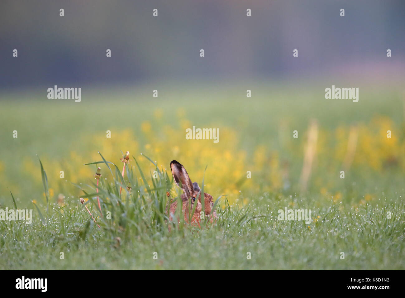 European Brown Hare (Lepus europaeus) assis dans un champ humide de rosée. L'Europe Banque D'Images