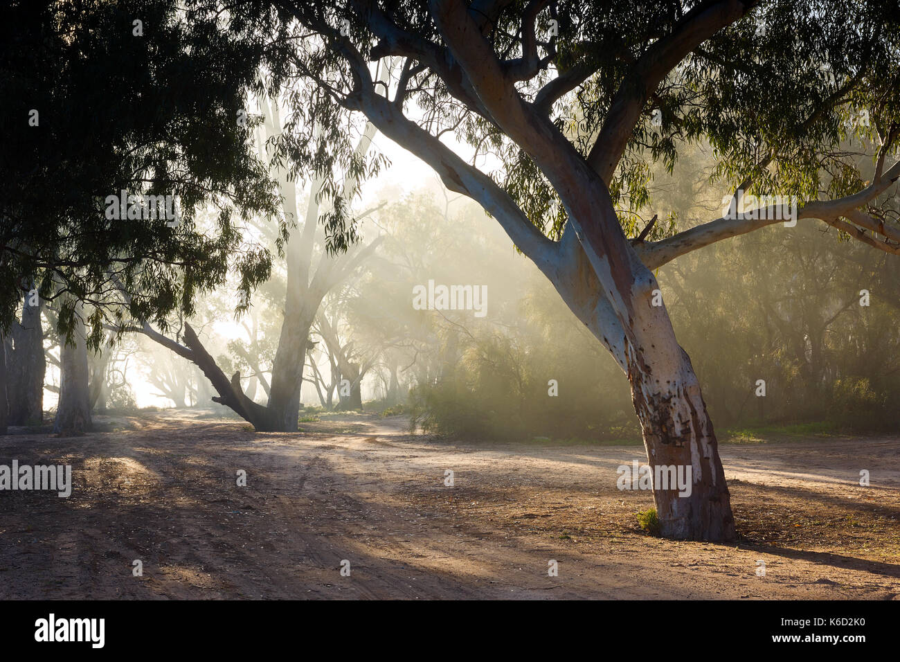 Tôt le matin, le brouillard le long des rives de la bordée de Murray River. Banque D'Images