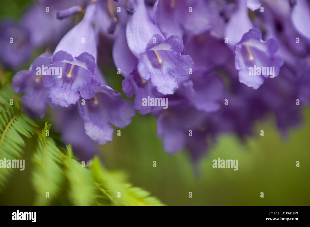 Soft, faible profondeur de champ pour traitement. fleur Jacaranda Banque D'Images