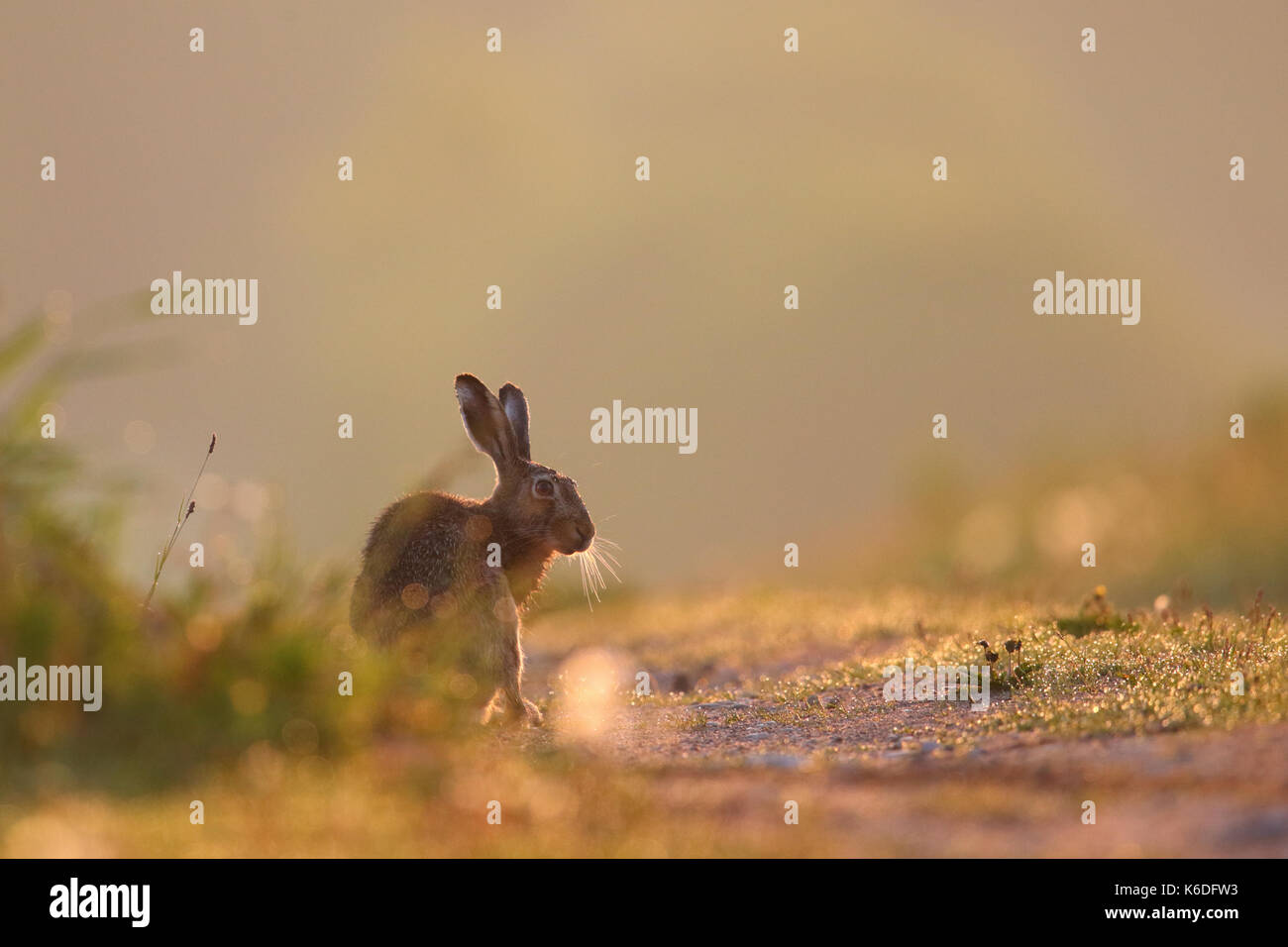 European Brown Hare (Lepus europaeus) tôt le matin, la première lumière. L'Europe Banque D'Images