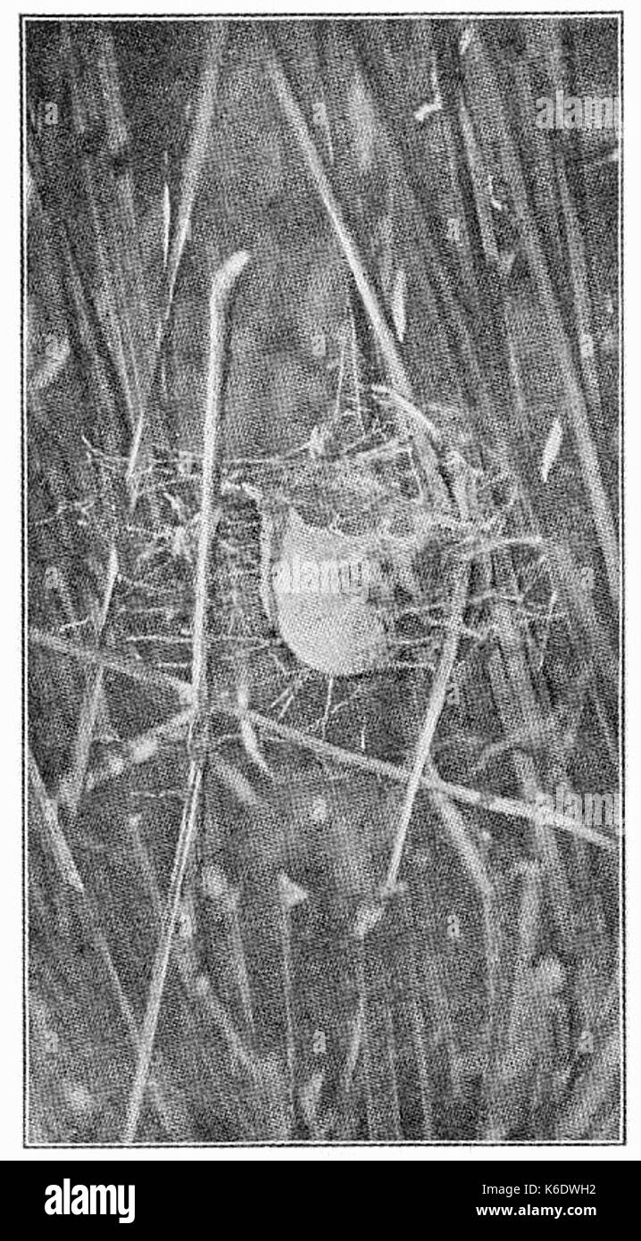 *Argiope trifasciata*, également connu sous le nom d'araignée de jardin à bandes, est une espèce couramment trouvée aux États-Unis. Elle est reconnue par ses marques jaunes et noires distinctives et ses habitudes de construction de toile, souvent dans les jardins ou les champs. Banque D'Images