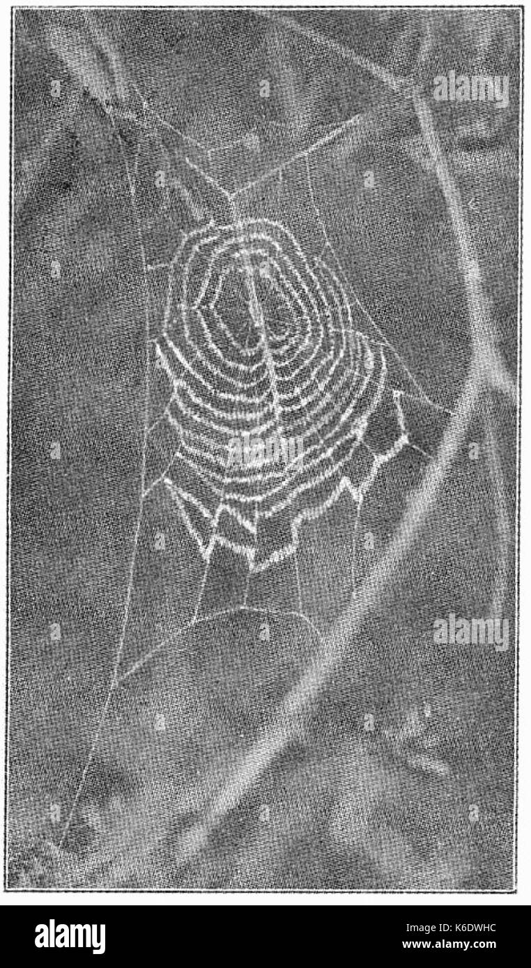 Les araignées commune Uloborus 496 aux États-Unis Banque D'Images
