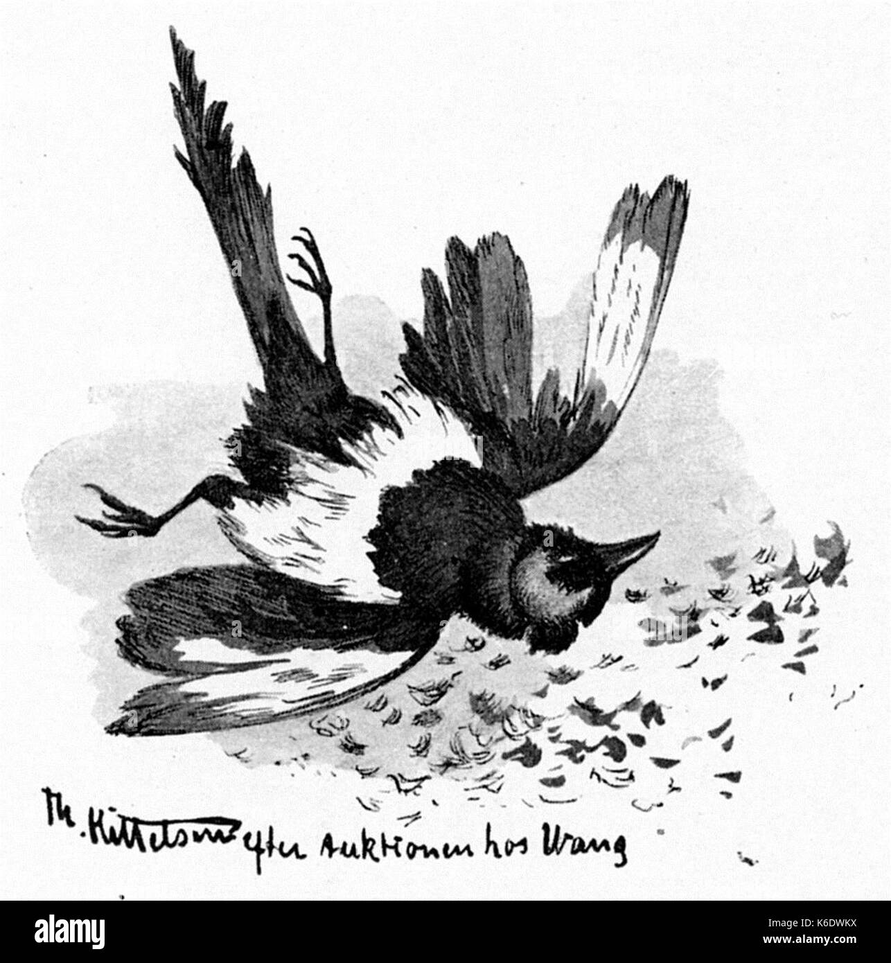 Fugl Doed oiseau mort Banque D'Images