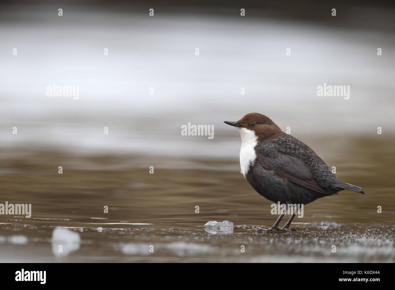 White-throated Dipper (Cinclus cinclus). L'Europe Banque D'Images