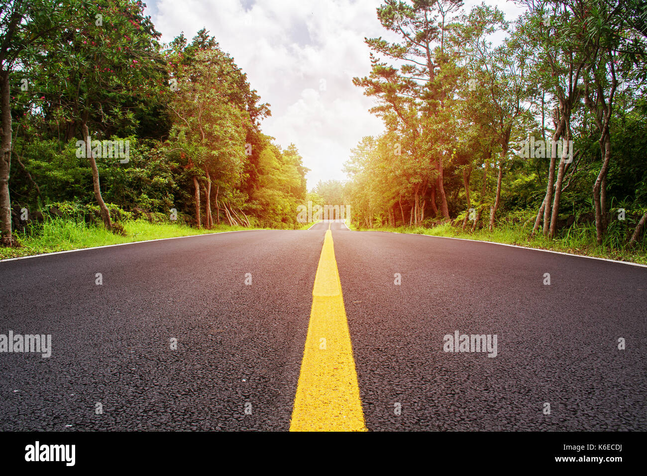 Route asphaltée et vide le champ de fleurs jaunes fleurs naturelles de fond d'été. Banque D'Images