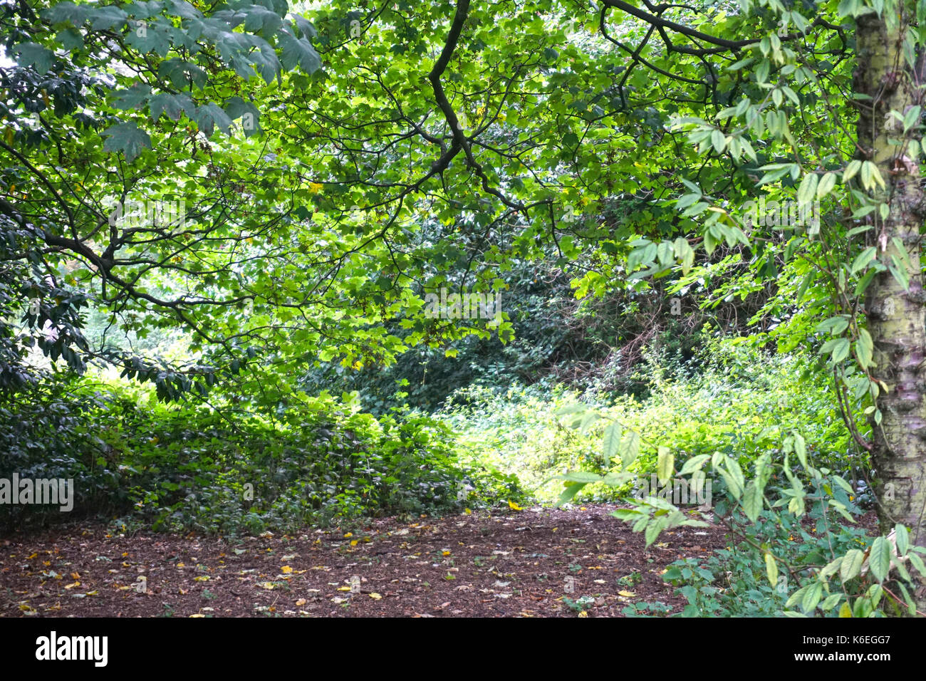 Middlesbrough stewart parc arbres forestiers et glade au début de l'automne Banque D'Images