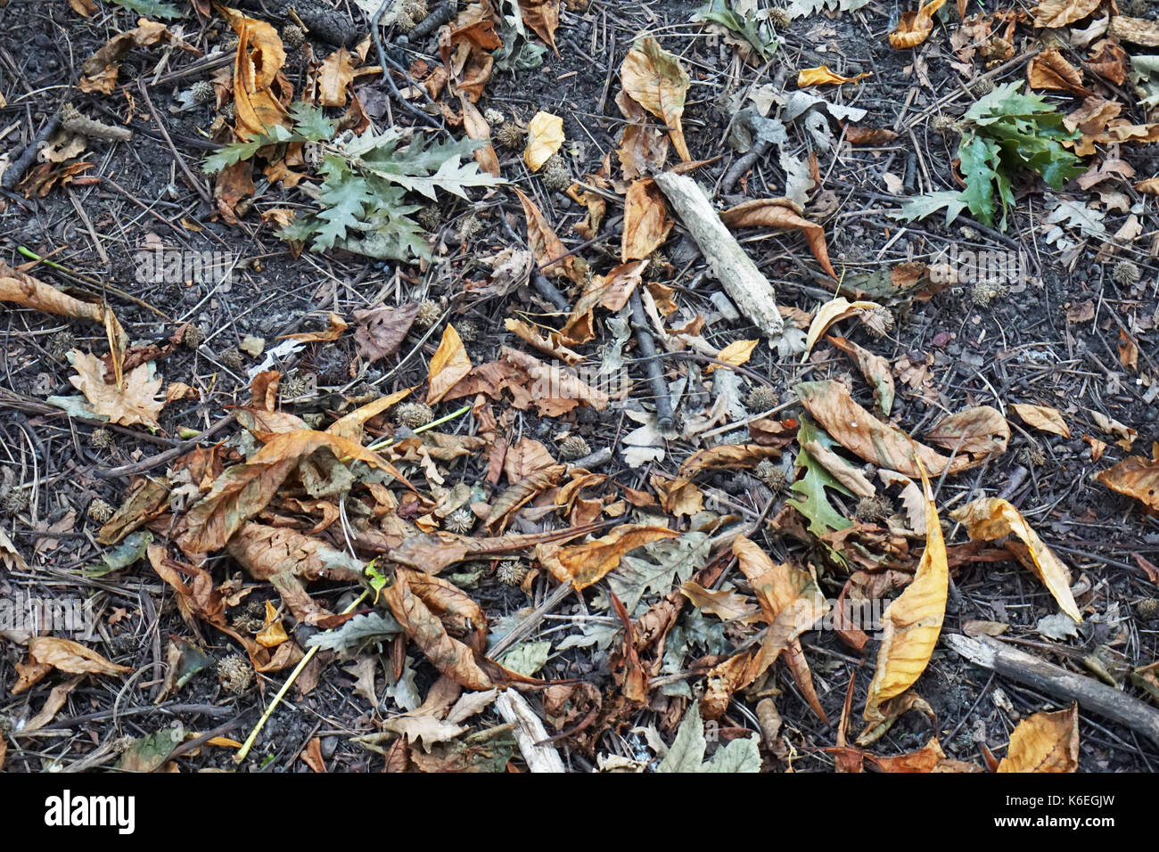 Middlesbrough stewart park les feuilles qui tombent sur le sol au début de l'automne d'ao Banque D'Images