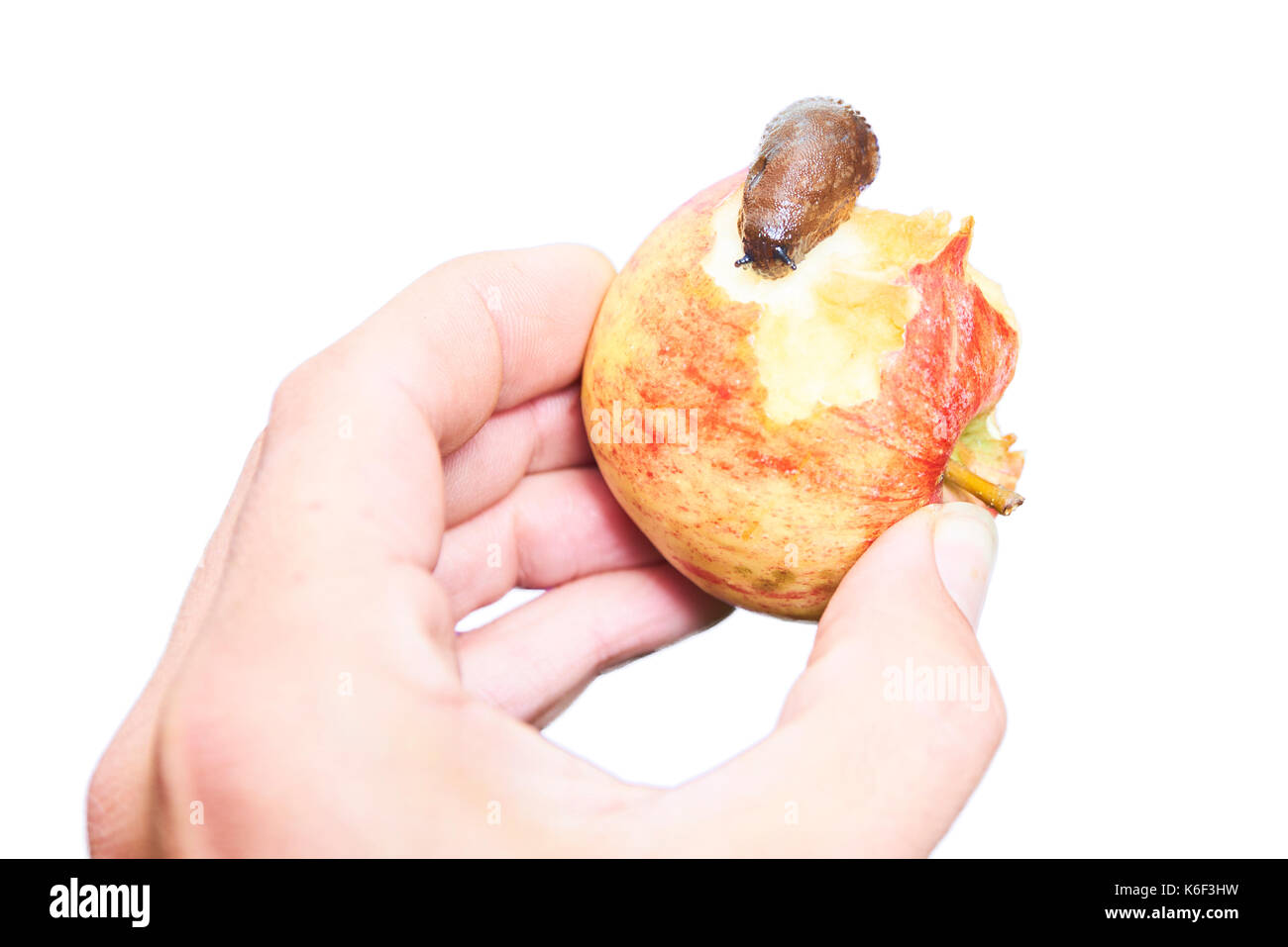 Hand holding apple avec crawling limace. isolé sur fond blanc Banque D'Images
