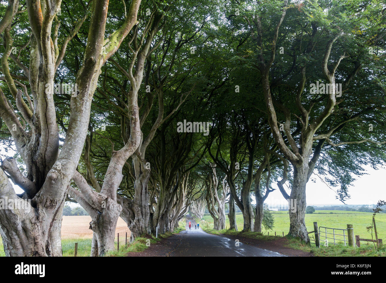 L'obscurité des couvertures sur bregagh rd, ballymoney, Antrim, en Irlande du Nord, une avenue de deux cents ans, les hêtres vu dans la série tv hbo près de grac Banque D'Images