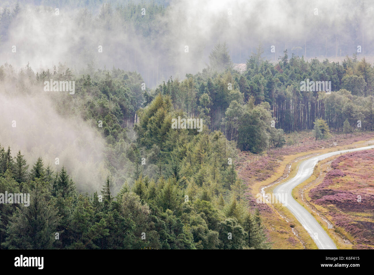 Mist défrichage au coiferous sur forêt egton moor, la bruyère en fleur, et moorland road Banque D'Images