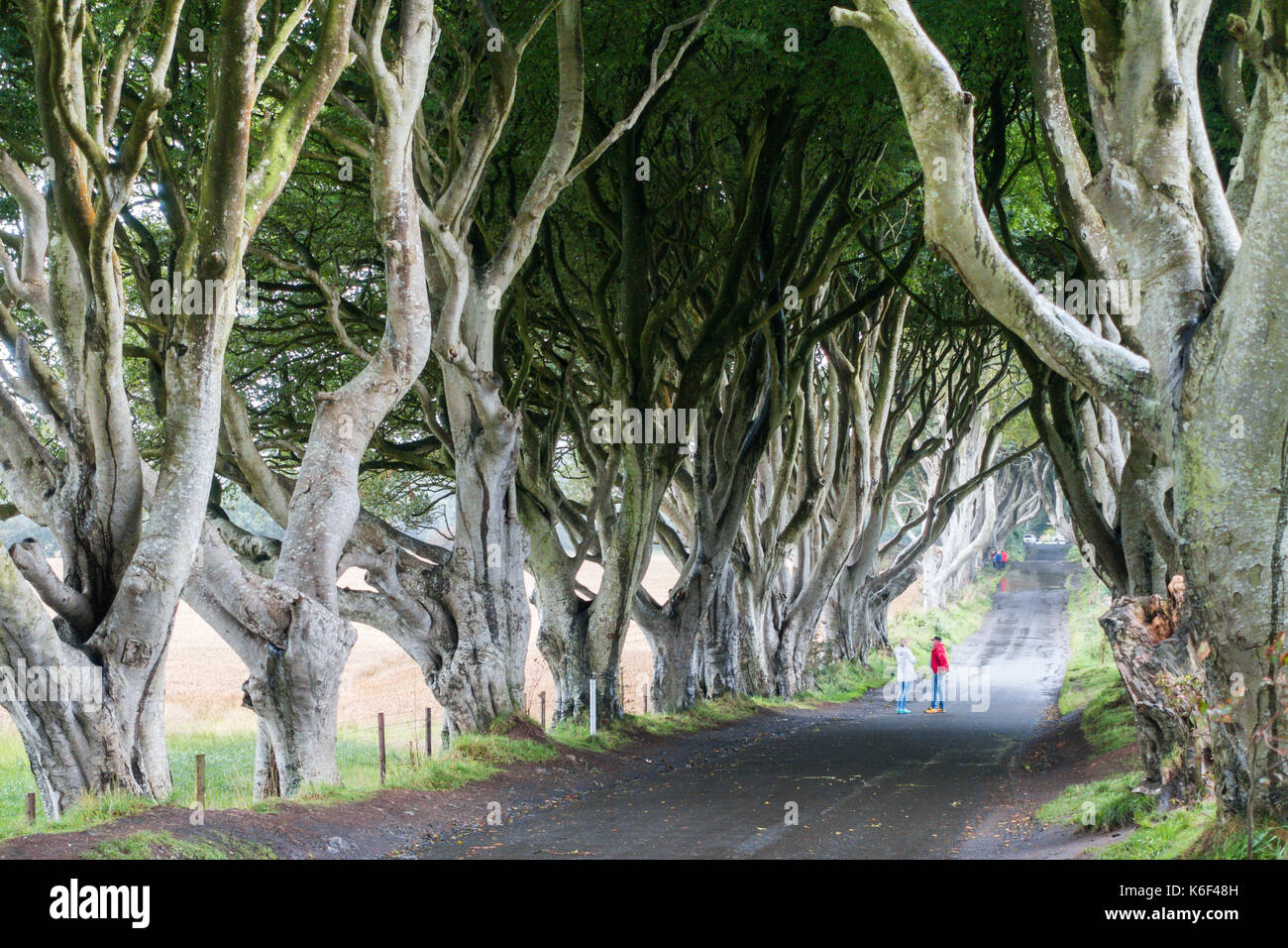 L'obscurité des couvertures sur bregagh rd, ballymoney, Antrim, en Irlande du Nord, une avenue de deux cents ans, les hêtres vu dans la série tv hbo près de grac Banque D'Images