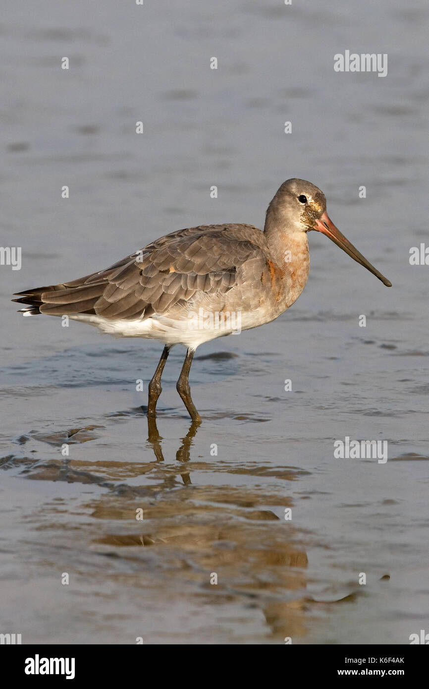 Barge à queue noire (Limosa limosa islandica) Banque D'Images