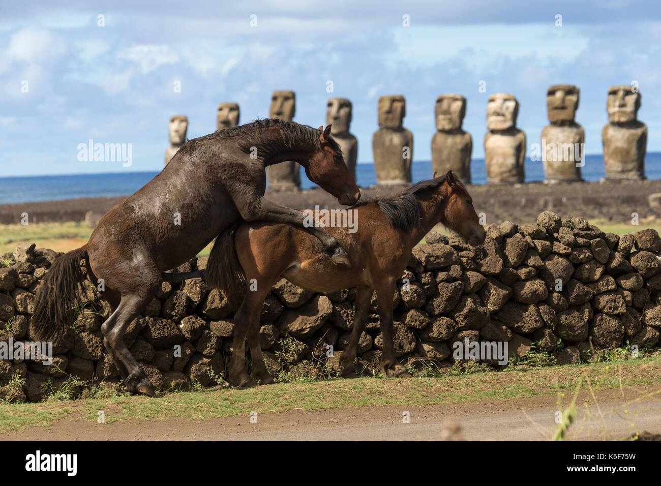 Chevaux sauvages sur l'île de Pâques, Chili Banque D'Images