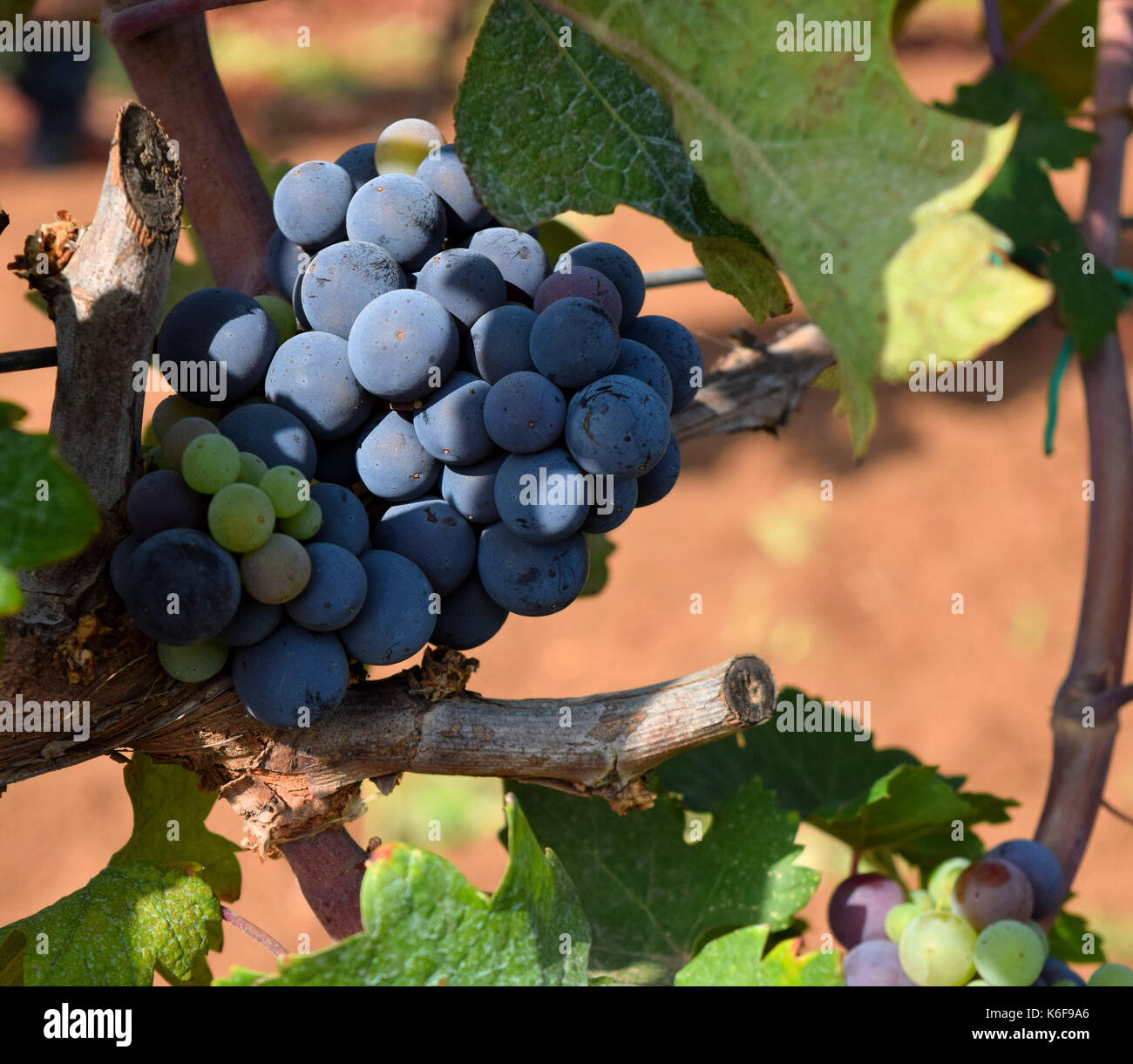 Raisins dans une vigne sur l'île de Sipan, Croatie Banque D'Images