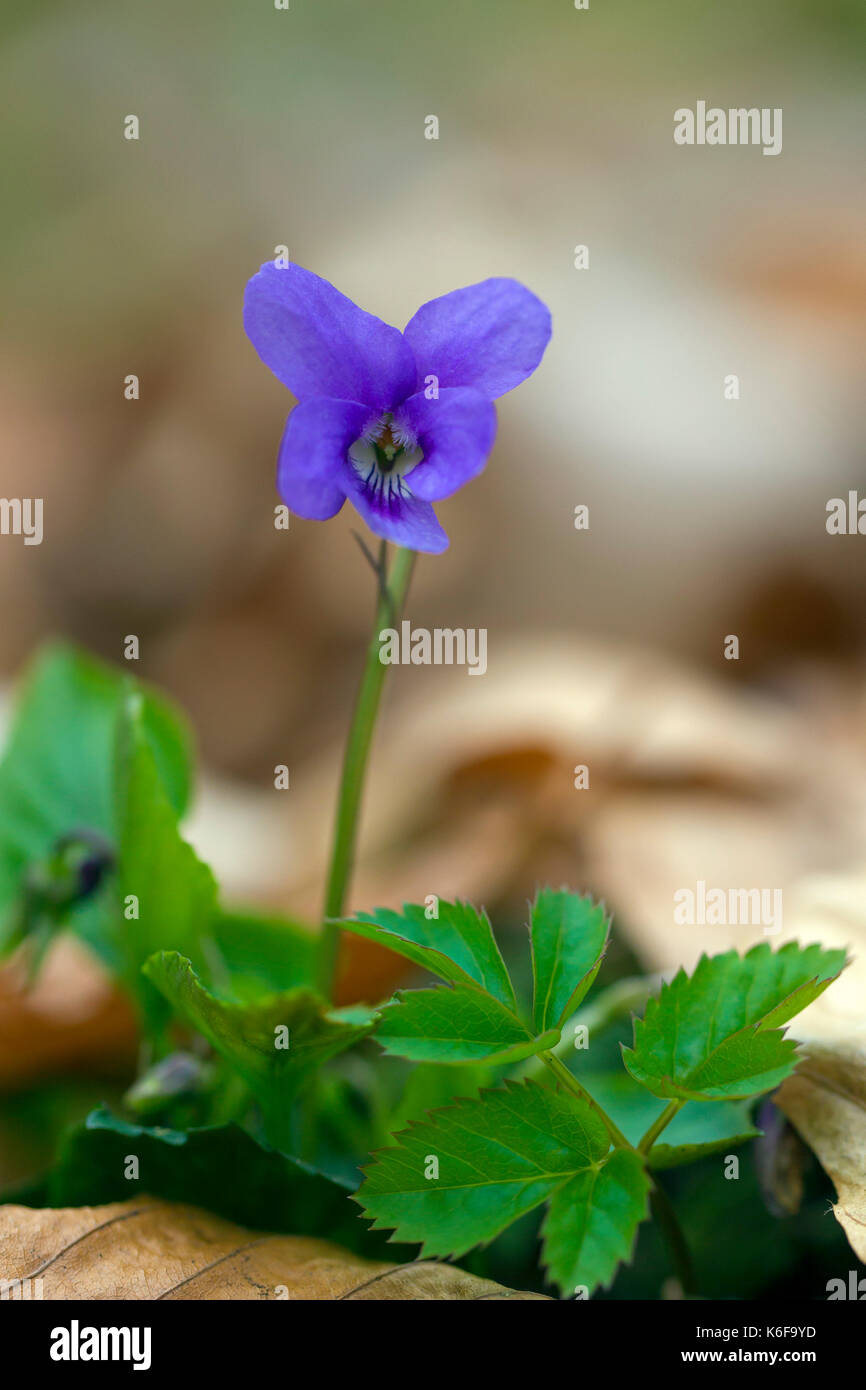 Début de chien-violet / violet / bois clair bois mince violet (Viola reichenbachiana) en fleurs Banque D'Images
