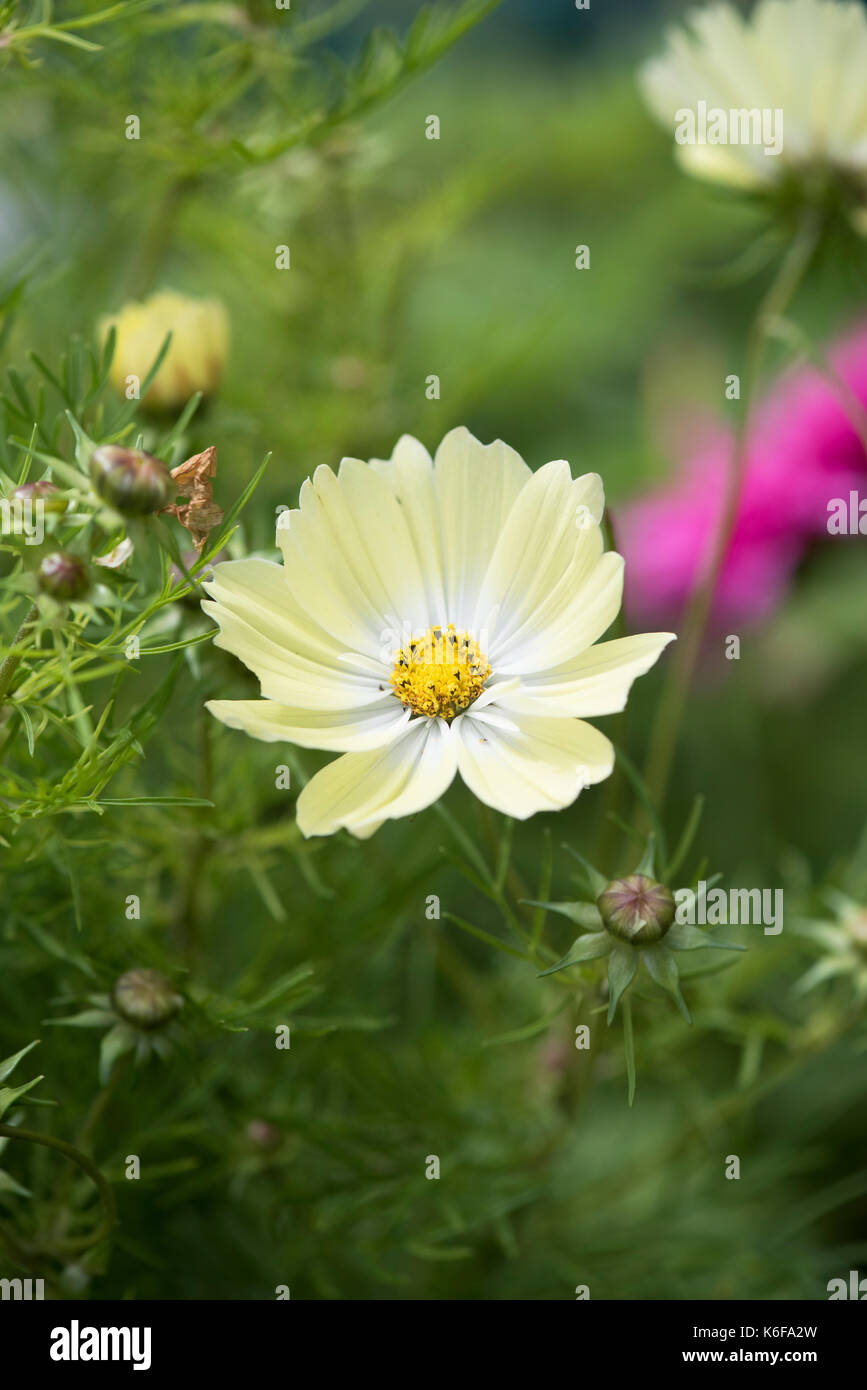 Cosmos bipinnatus 'Xanthos'. Nain jaune pâle fleur Cosmos Photo Stock -  Alamy