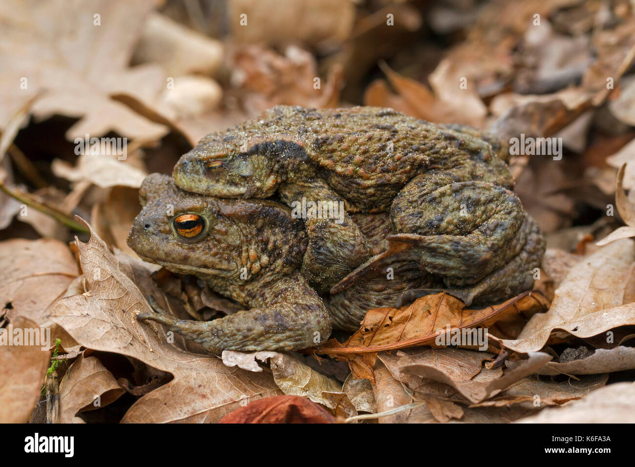 Crapaud commun / european crapauds (Bufo bufo) paire en amplexus marcher sur les feuilles tombées à l'étang d'élevage au printemps Banque D'Images