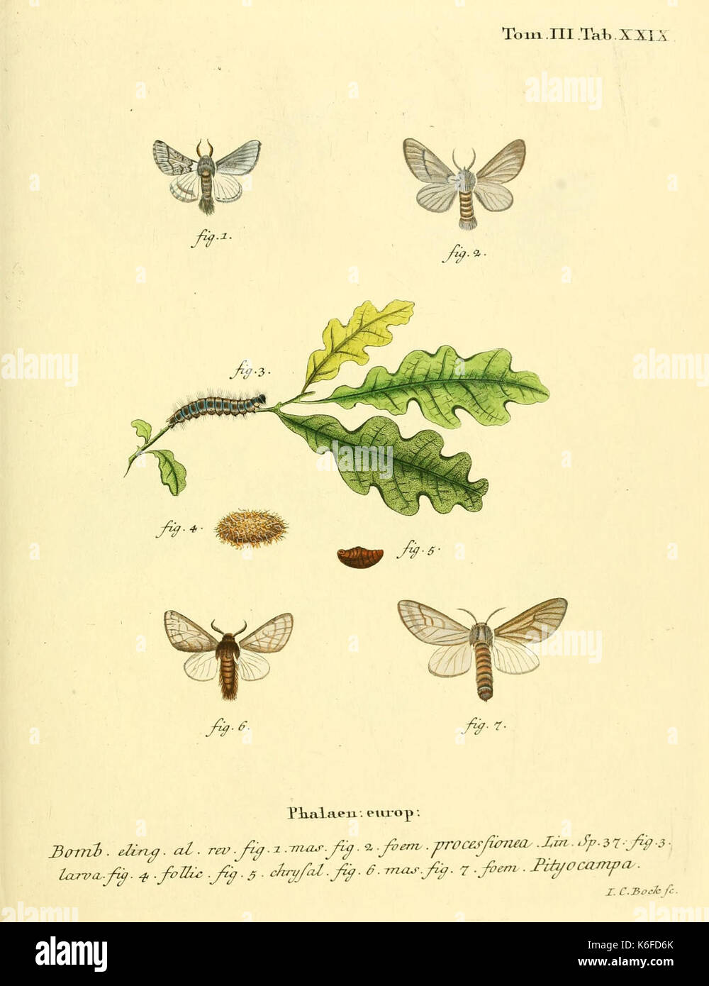 Die Schmetterlinge in Abbildungen nach der Natur (10311273794) Banque D'Images