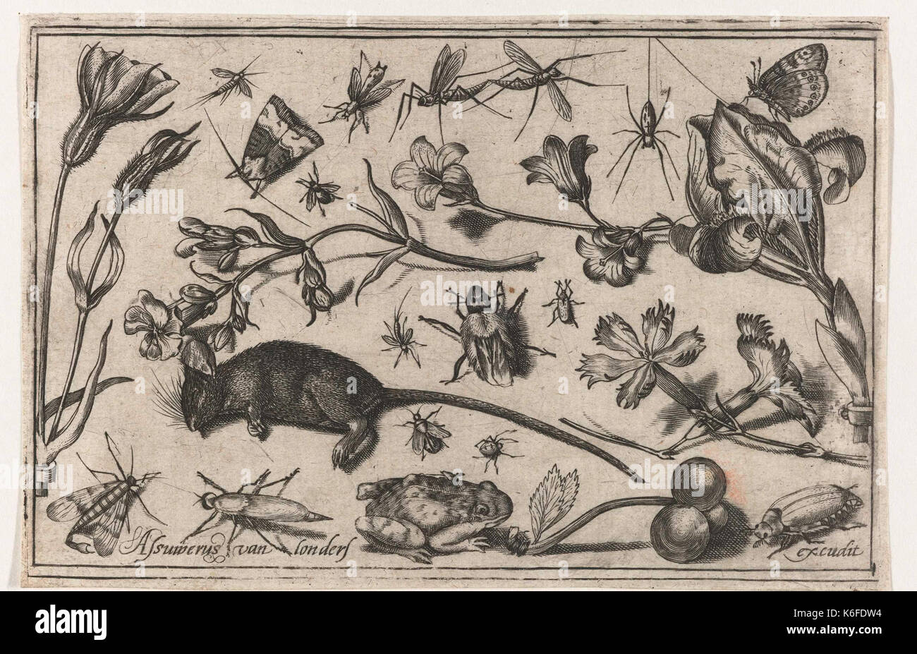 Bloemen, insecten, een een kikker dode muis Banque D'Images