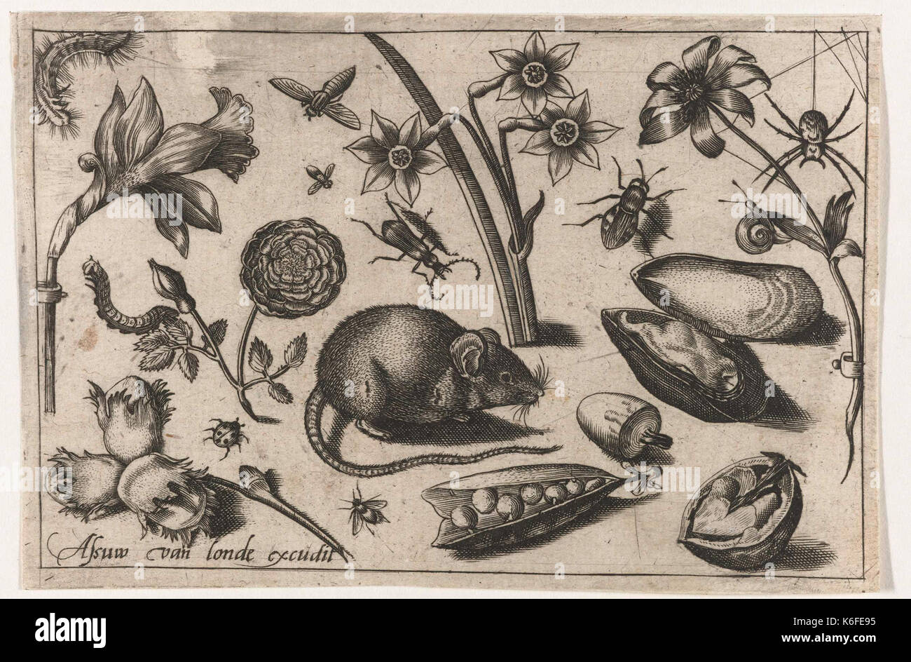 Bloemen, een muis, insecten in een mossel Banque D'Images