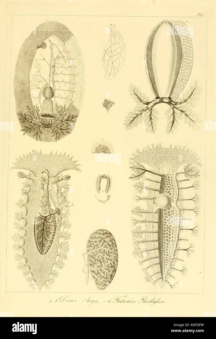 Descrizione e degli animali invertebrati notomia della Sicilia citeriore (planche 42) (9351706900) Banque D'Images