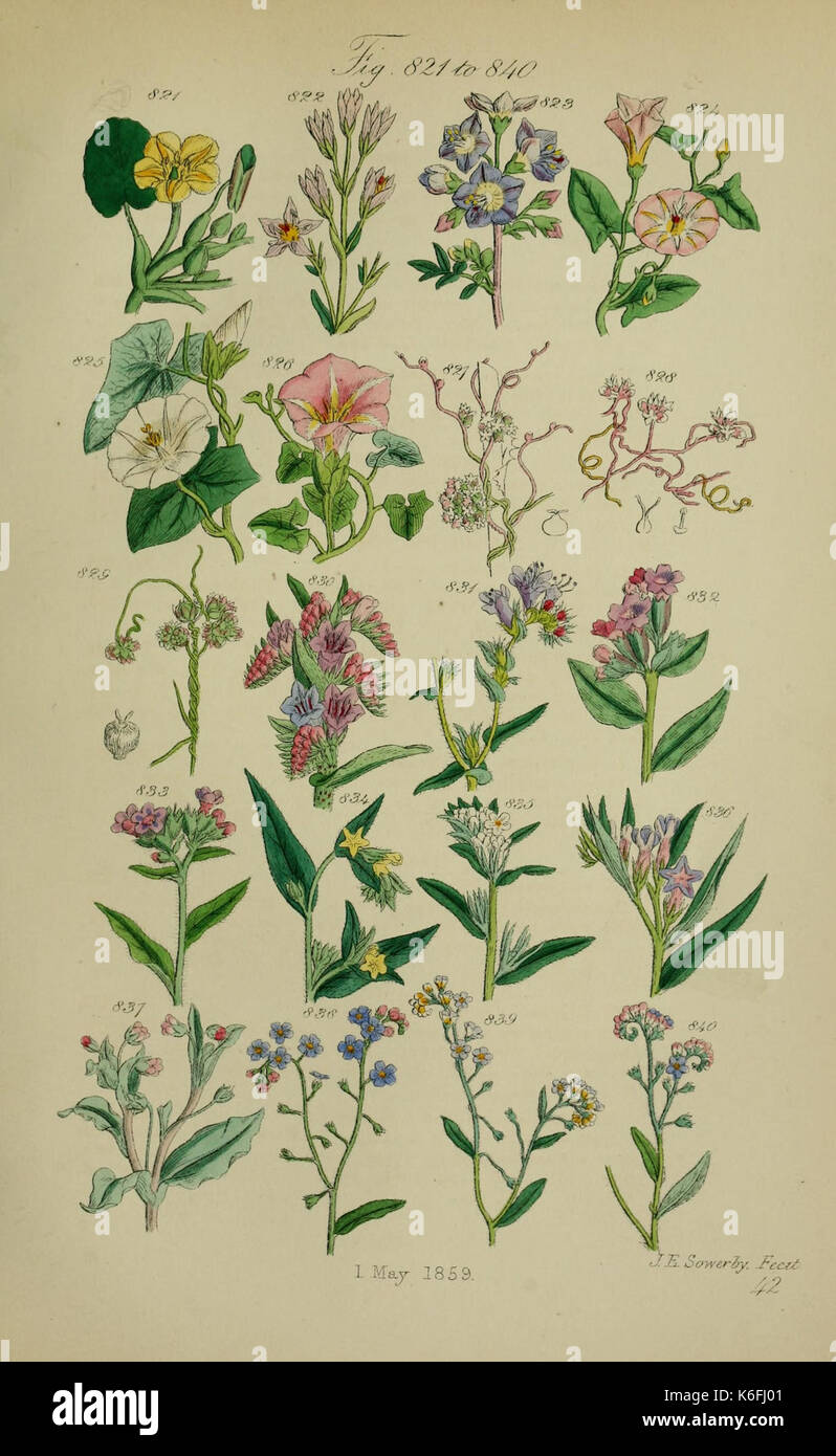 En fleurs sauvages (Pl. 42) (7507509534) Banque D'Images