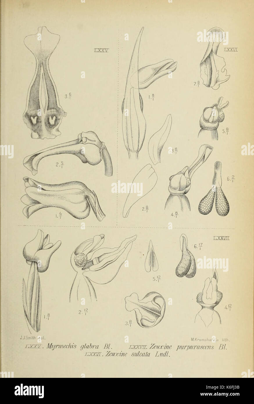 Monochapelle Die von Java fig. 7577 (1908) Banque D'Images