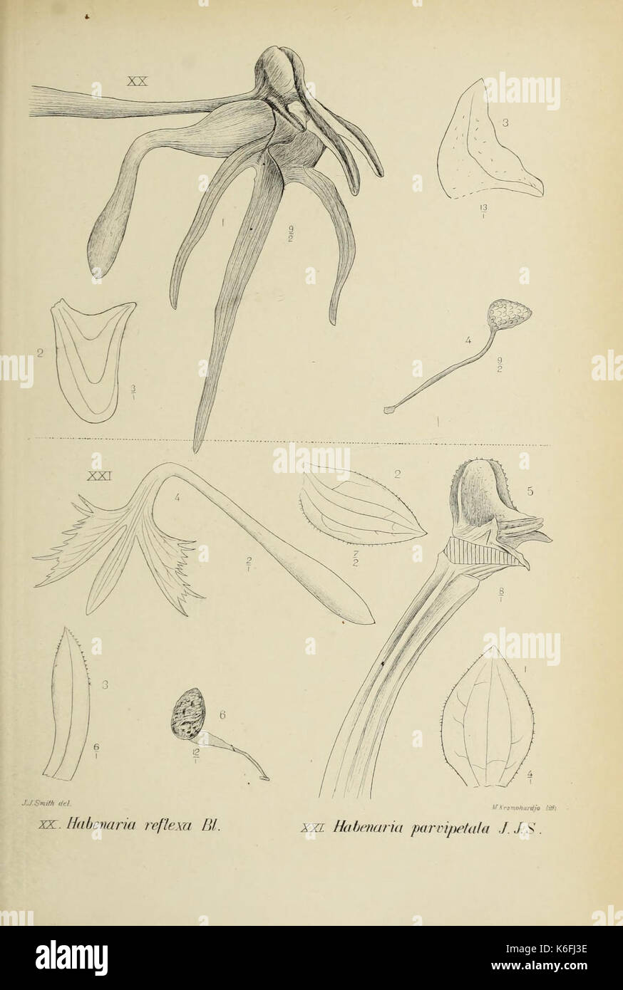 Monochapelle Die von Java fig. 2021 (1908) Banque D'Images