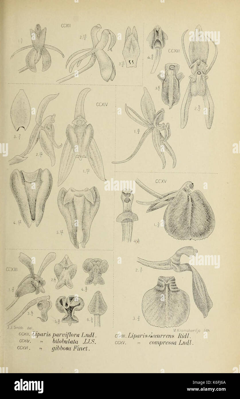 Monochapelle Die von Java fig. 212 216 (1910) Banque D'Images