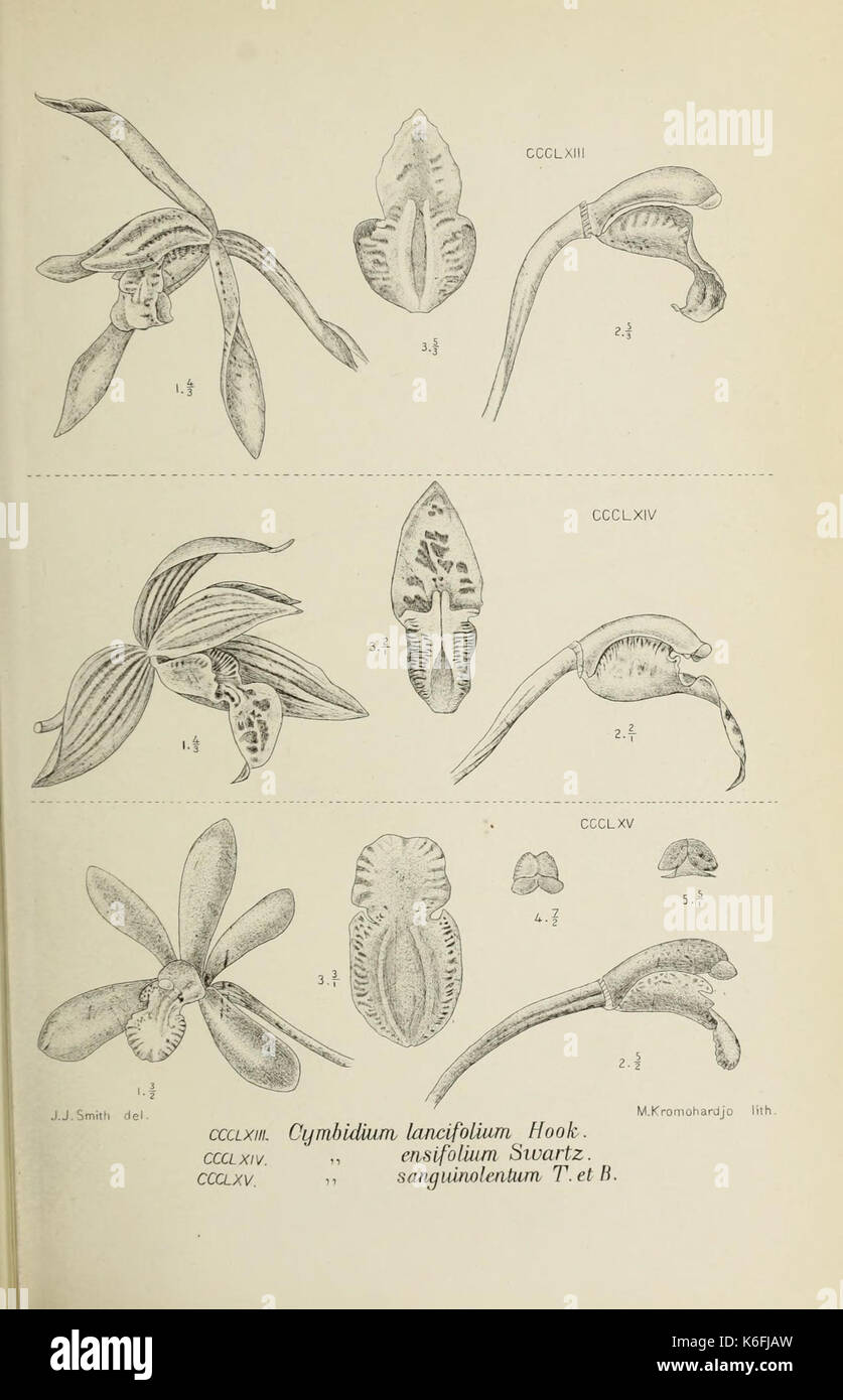 Monochapelle Die von Java fig. 363 365 (1911) Banque D'Images