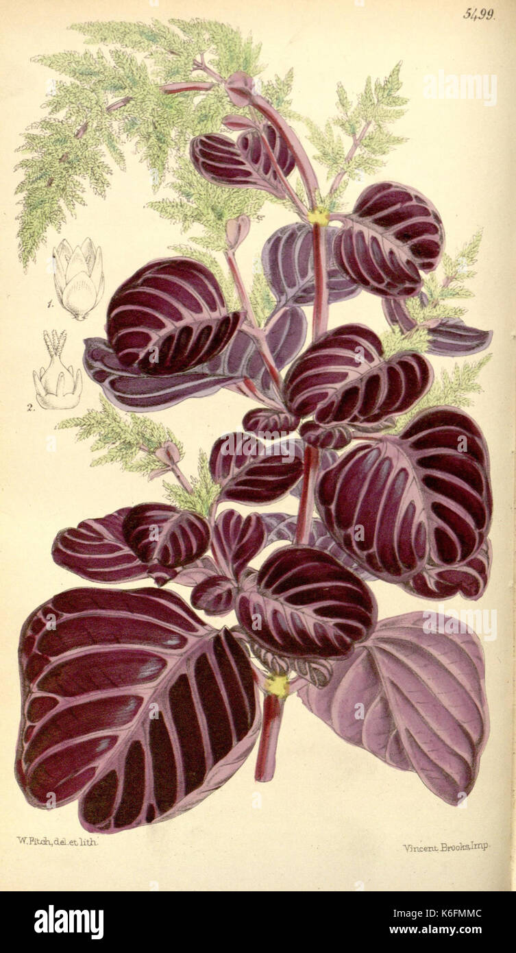 Curtis's Botanical Magazine (tab. 5499) (8568698387) Banque D'Images