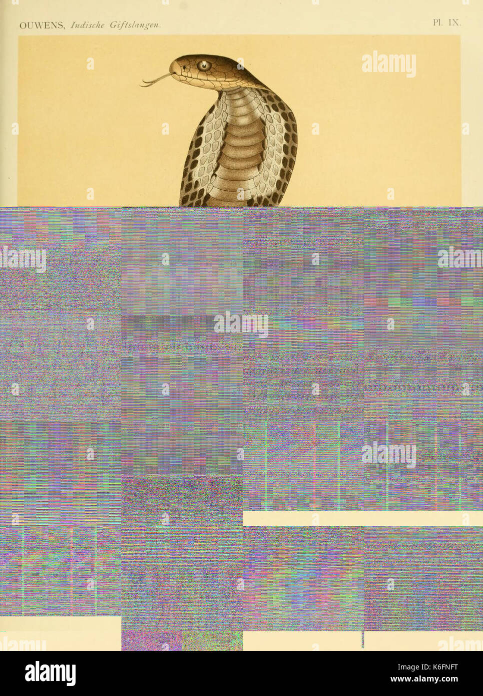 De voornaamste giftslangen van Nederlandsch Oost Indie (Planche IX) (8550568055) Banque D'Images