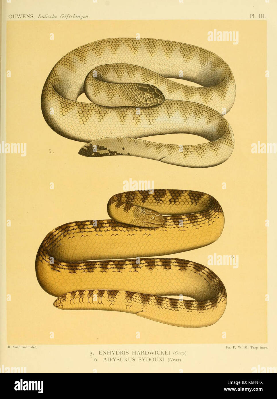 De voornaamste giftslangen van Nederlandsch Oost Indie (Tôles III) (8551667830) Banque D'Images