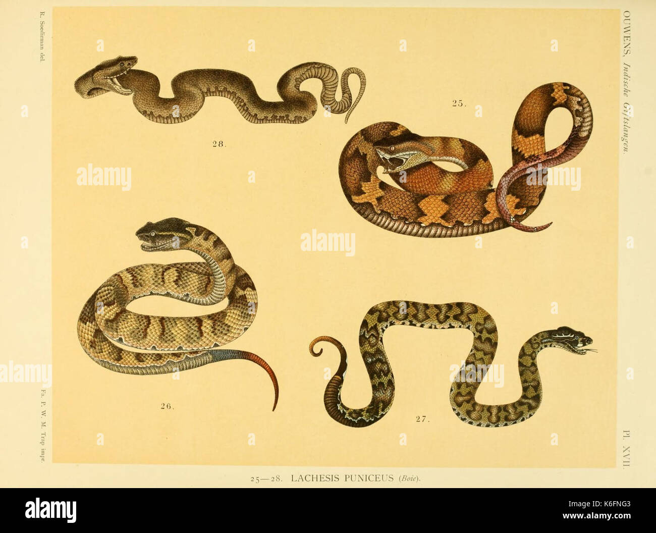 De voornaamste giftslangen van Nederlandsch Oost Indie (Planche XVII) (8550570827) Banque D'Images