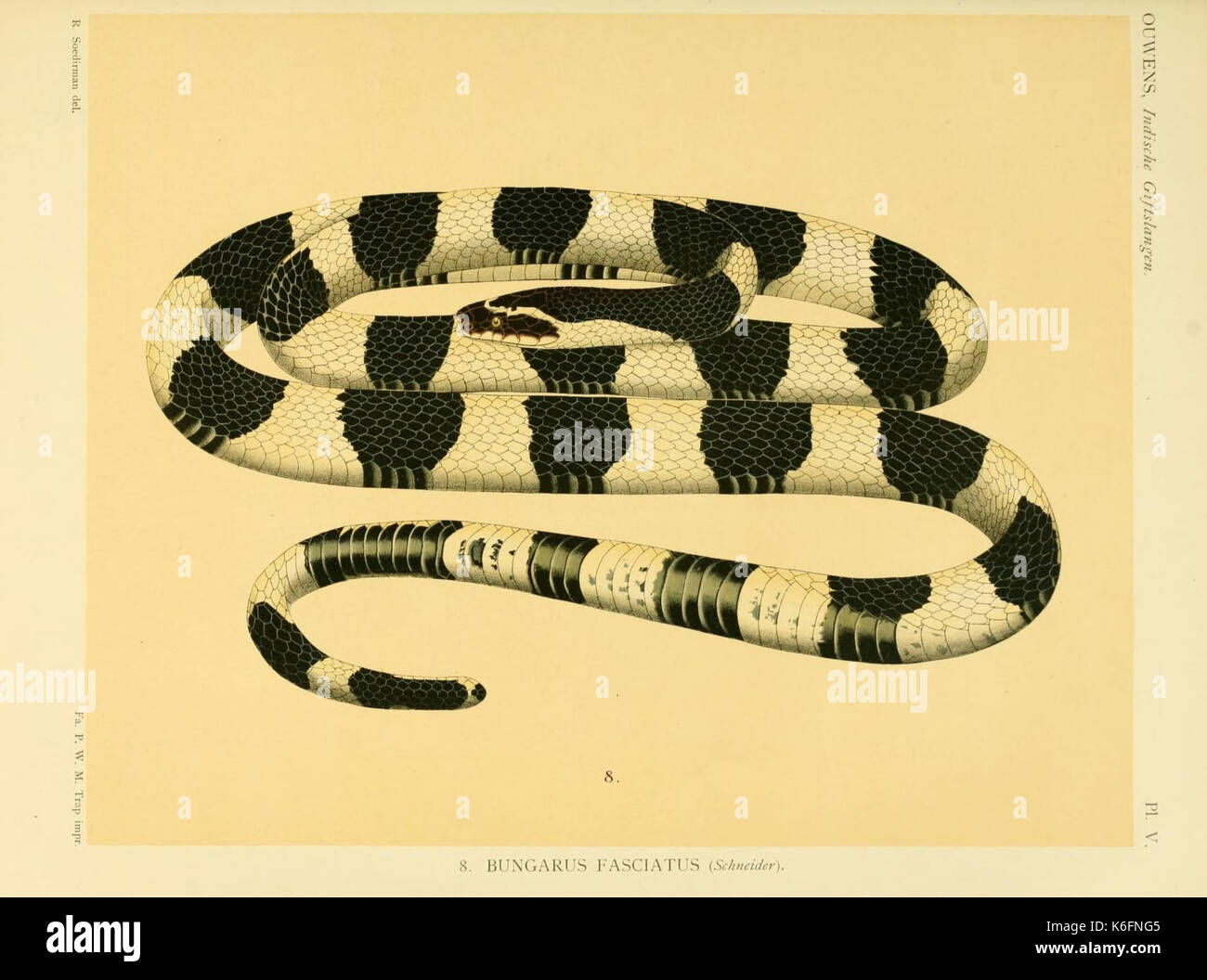 De voornaamste giftslangen van Nederlandsch Oost Indie (Planche V) (8550566949) Banque D'Images
