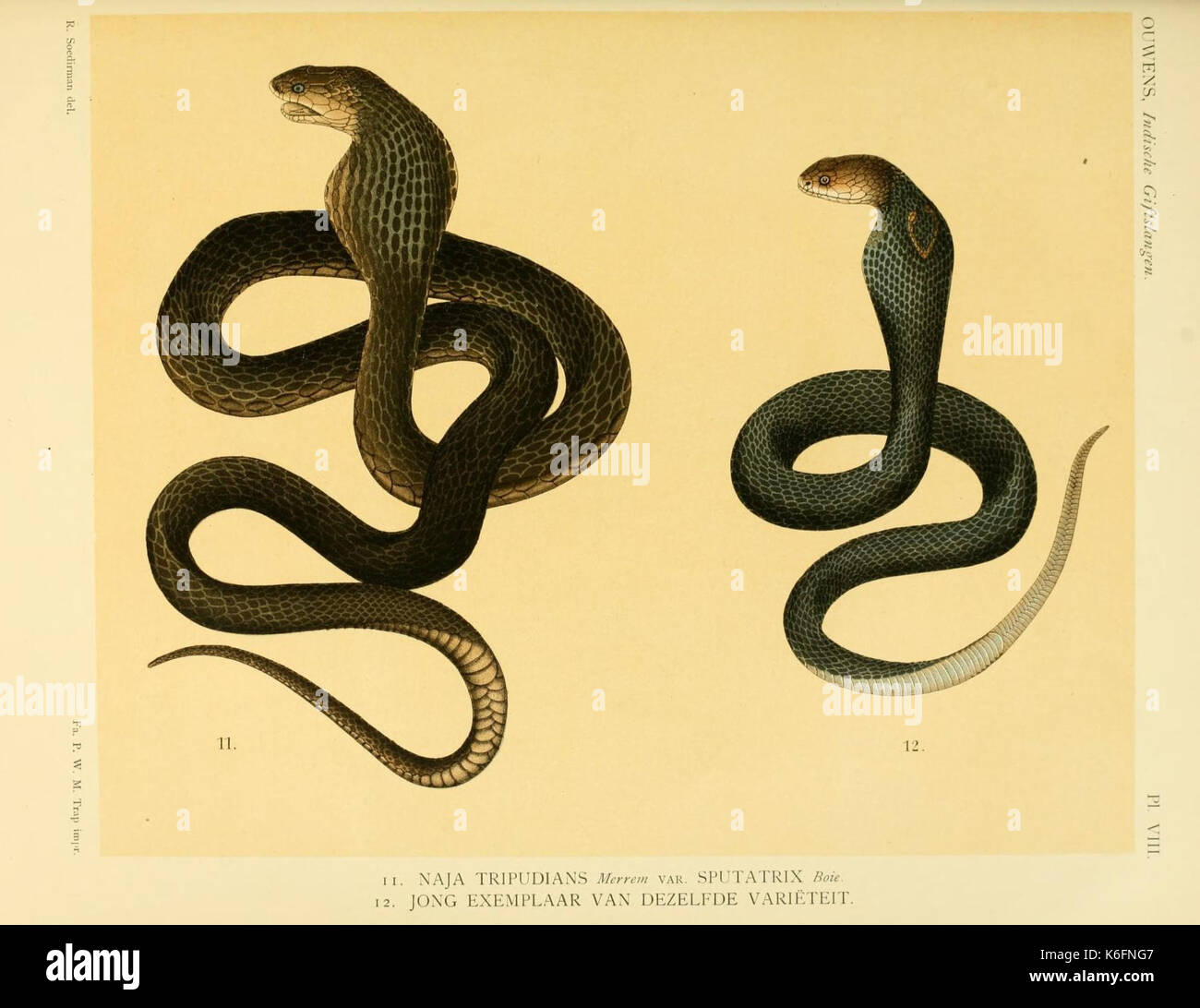 De voornaamste giftslangen van Nederlandsch Oost Indie (Planche VIII) (8550567781) Banque D'Images