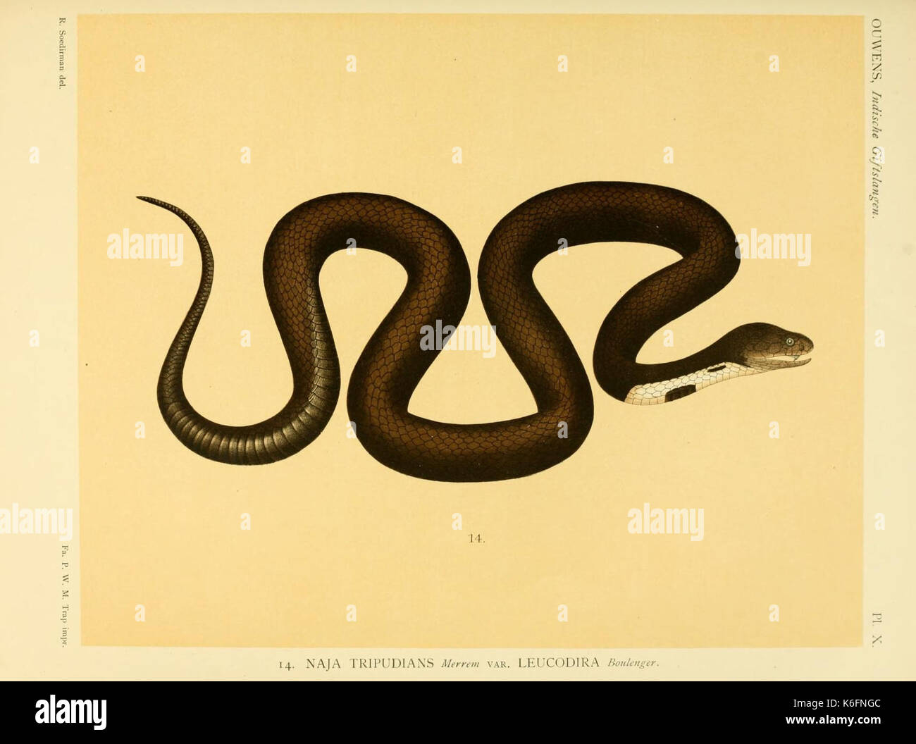 De voornaamste giftslangen van Nederlandsch Oost Indie (planche X) (8550568335) Banque D'Images
