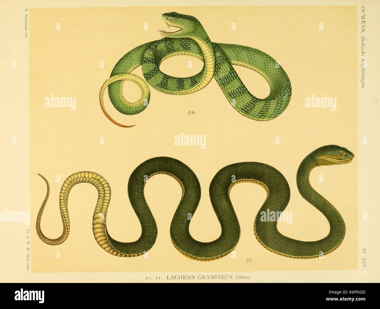 De voornaamste giftslangen van Nederlandsch Oost Indie (Planche XIV) (8551671216) Banque D'Images
