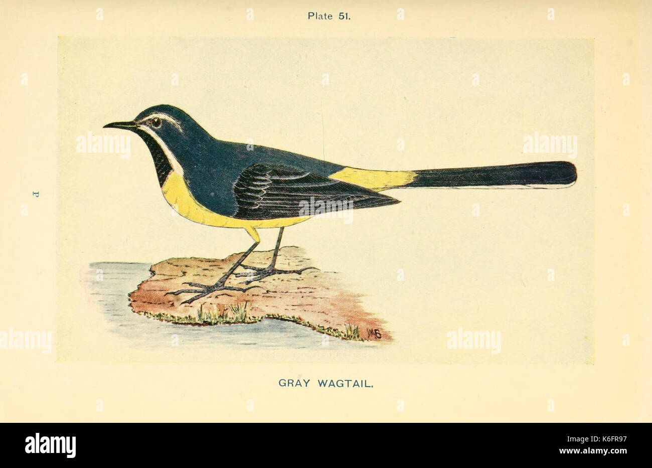 La oiseaux et leurs oeufs (planche 51) (8453493268) Banque D'Images
