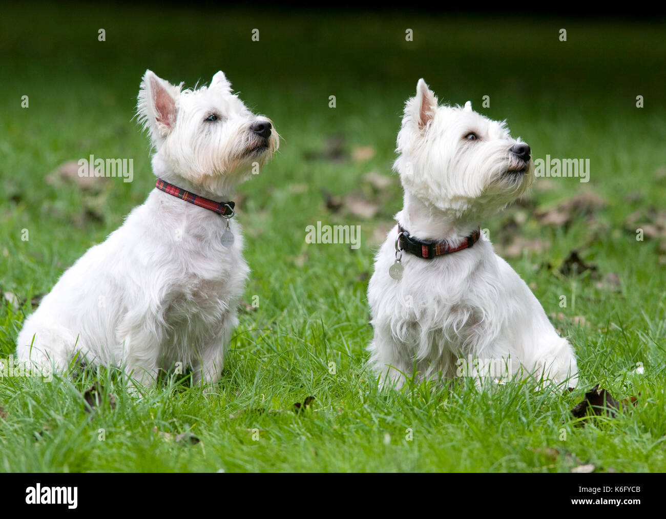 West Highland White Terrier chien, uk, assis dans le jardin, mignon, alerte, la paire ensemble, deux, 2 Banque D'Images