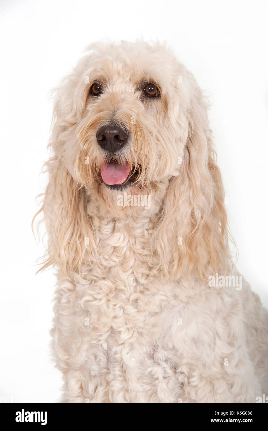 Goldendoodle chien, en studio, sur fond blanc, portrait Banque D'Images