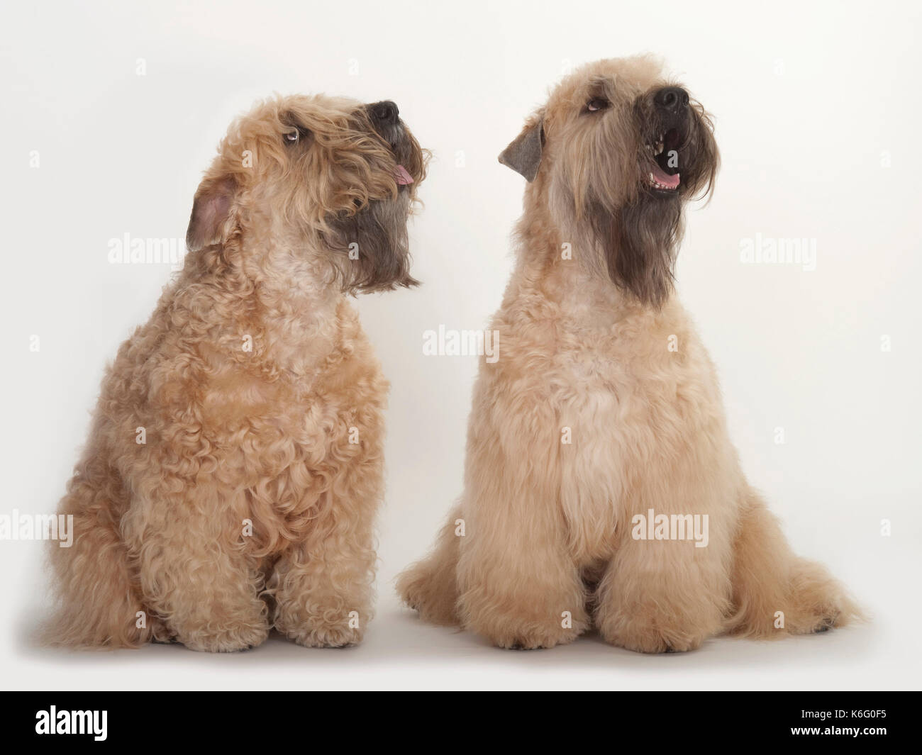 Paire de wheaten, chiens assis, studio, fond blanc Banque D'Images