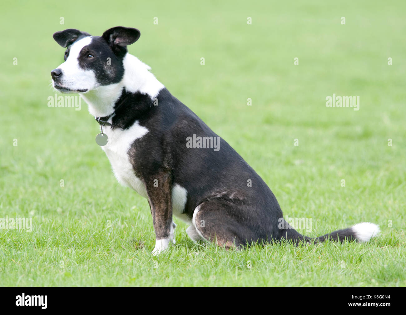 Cross border collie chien assis, dehors, dans Park, Royaume-Uni Banque D'Images