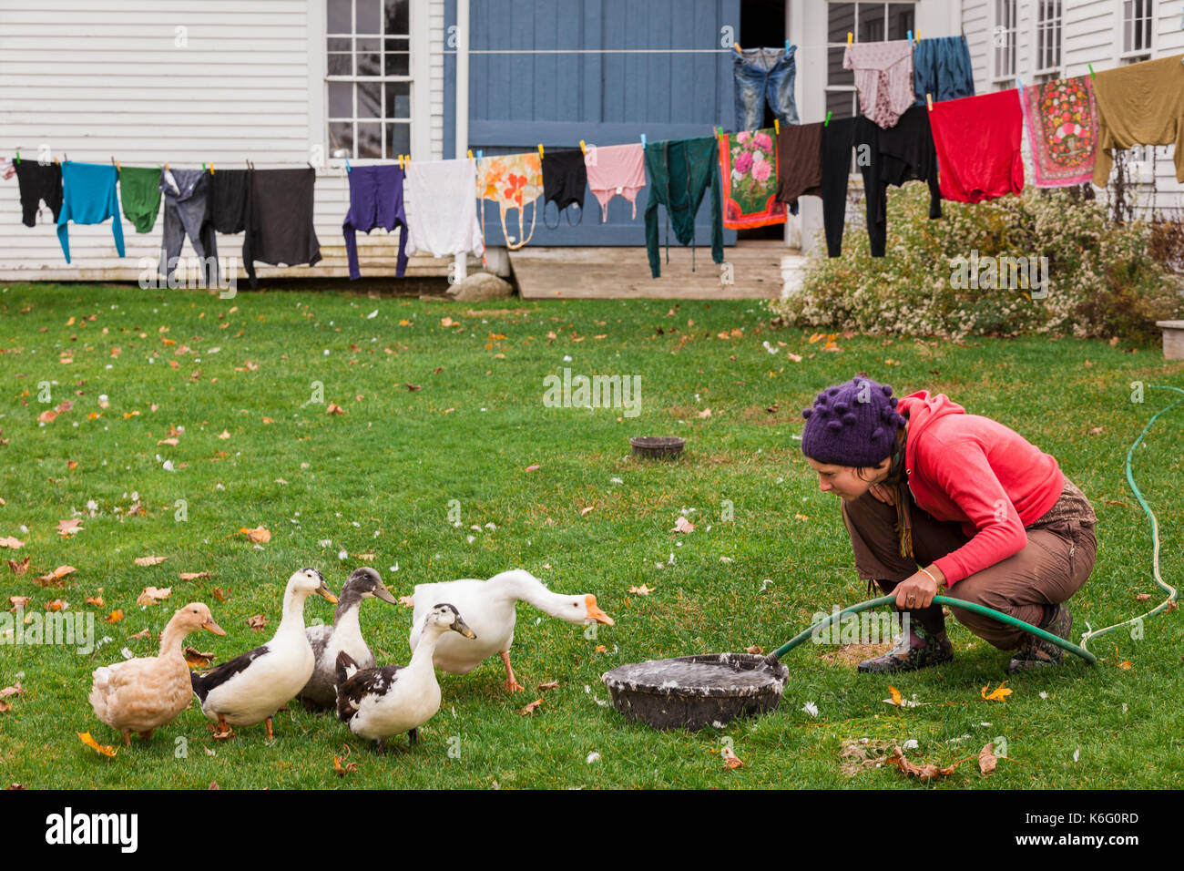 Donner de l'eau femme aux oies, Stratham, New Hampshire, USA Banque D'Images